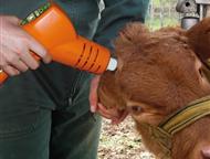 :  Horn up    ,  Horn up    .    Horn up   ,   