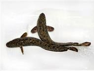 ������� ������ ������ ����� � ���������� ����, ������������ ������������� ��������� ���������, ��������� ������� ����. ������ ������ ������ ��� ������, ������ - �������� �������� - ������