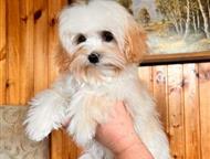 ����� �������� f1 �������� f1 ����  � ����� ��������� �� ������ ����� ��� ����� 10. 05. 25 � 23. 05. 25  ��� ������� ����� ����� �� 2. 8��  ��� ����, ������ - ������� �����,  ������