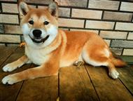 ����� ���� ������� ����� ���� ������ ����� �����, �������, ����� �����.   ���� �������� 05. 04. 2025 �. (6 �������). �����������, ��������������, ����, ������ - ������