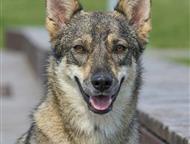 ���� - ����������� �������, � ����� ������ ������� ������ � ��. ���� �� ����������, �� ������, �� ������� ��������, �� ����������� ������� �� ��������, ������ - ����� �����