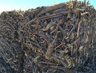          (Glycyrrhiza glabra).    ́  ,  - 