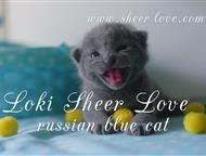 Loki Sheer Love -       WCF    Sheer Love/ /     , -- -    