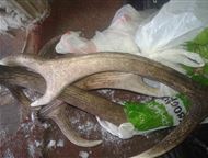 ���� ����� ��������� ���� �����. � ������� ����� 10��. �� ����, �� �������������. ���� ������� �� ��. �������� � ����������� �������. �������� ������ , ������� - �����